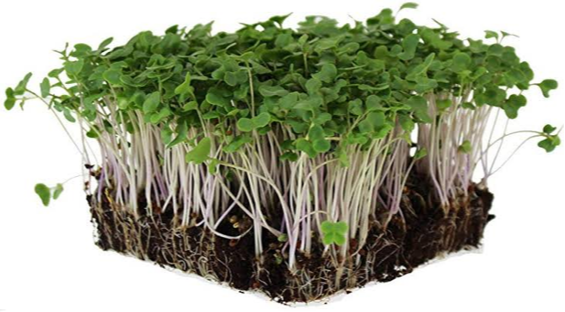 A Grade Broccoli Microgreens, Packaging Type: Box, Packaging Size: 1 kg