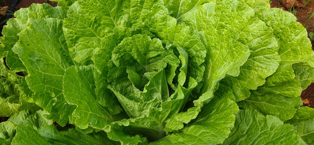 Chinese Cabbage A Grade Exotic vegetables, Packaging Type: Wrapping, Packaging Size: piece