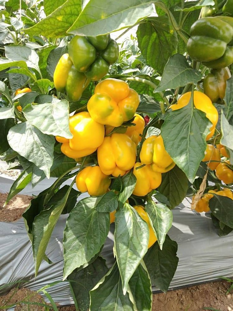 Capsicum A Grade Exotic Vegetables, Packaging Type: Carton, Packaging Size: 20 Kg