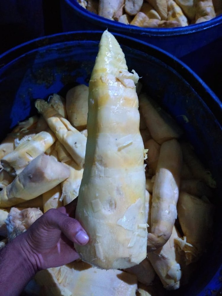 A Grade White Bamboo shoot(Fresh), gunny bag, 50 kg