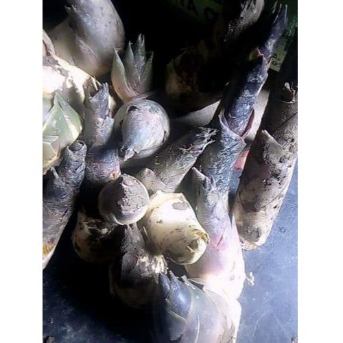 Bamboo Shoots