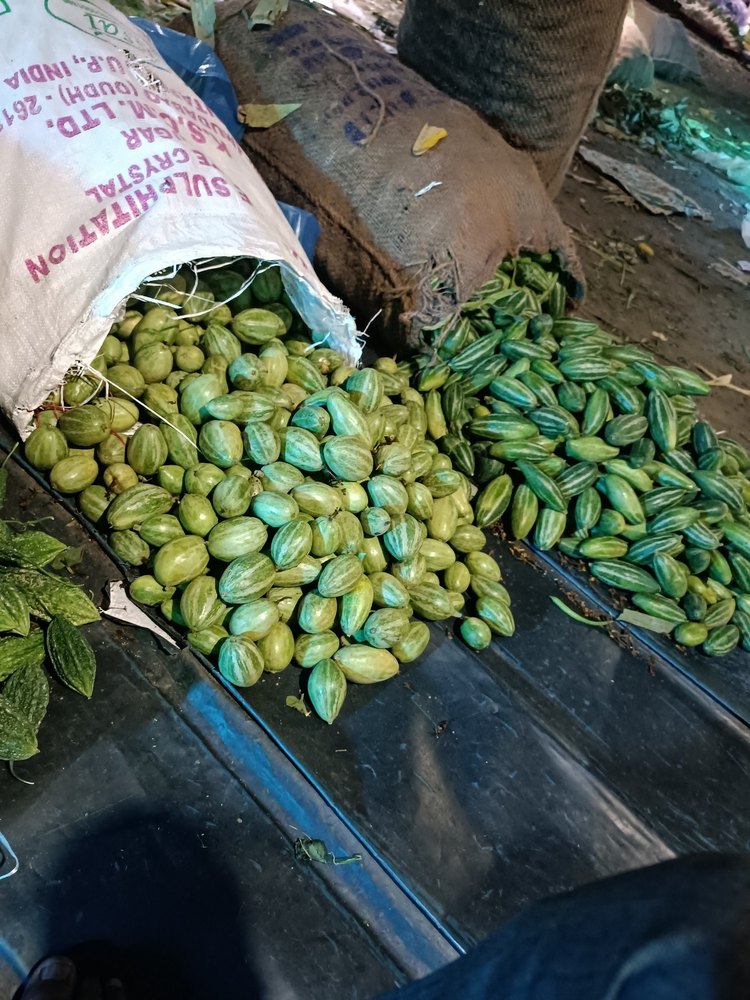 Pan India Parwal Kolkata, Packaging: Plastic Bag or Polythene, A1 Grade Quality Fresh Green
