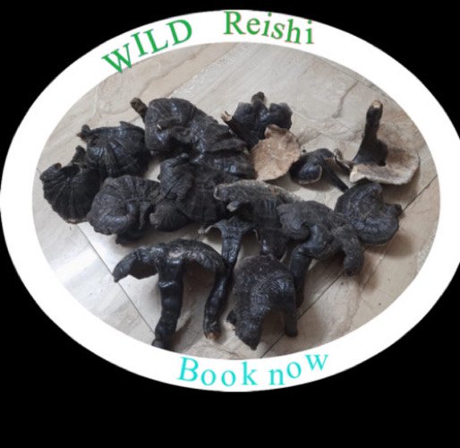 Organic Ganoderma Reishi Mushroom