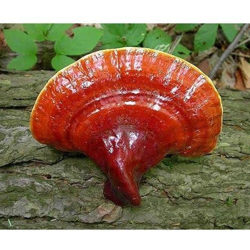 Fresh Ganoderma Mushroom