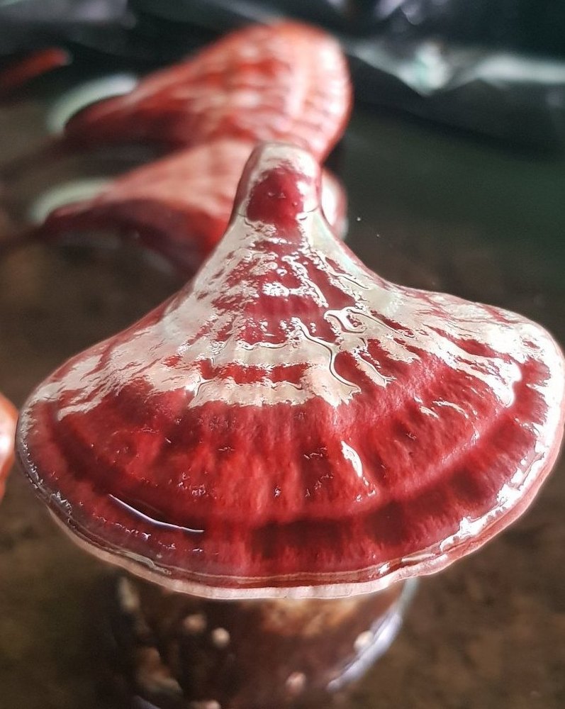 A Grade Brown Fresh Ganoderma Mushroom, Loose