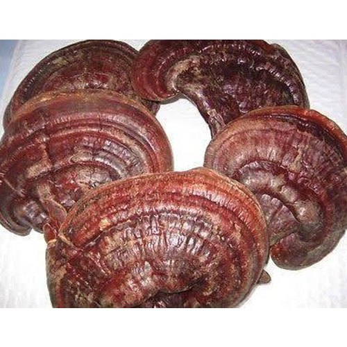 Dry Ganoderma Mushroom