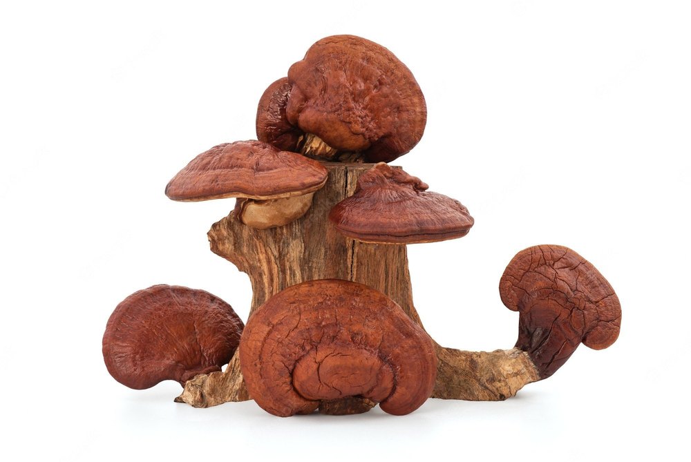 A Grade Reddish Brown Dried Ganoderma Mushroom, Loose