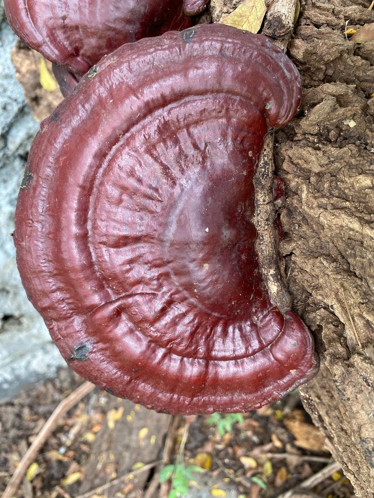 Dried Brown Ganoderma Mushroom, Packaging Type: Loose