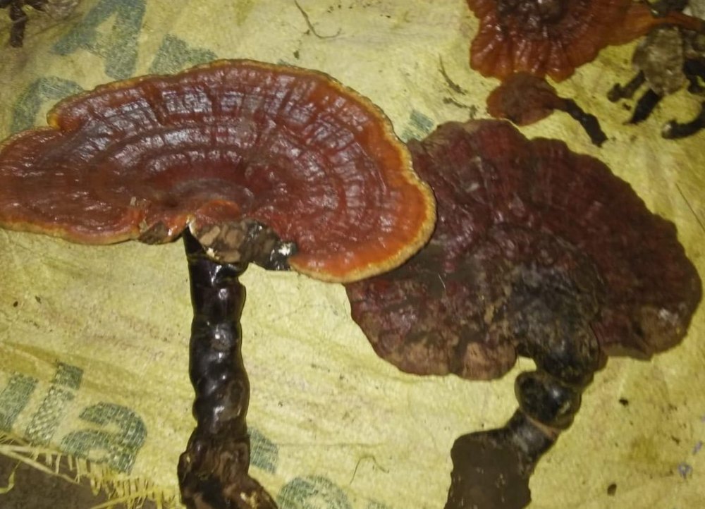 A Grade Brown Dry Reishi Mushroom, Loose