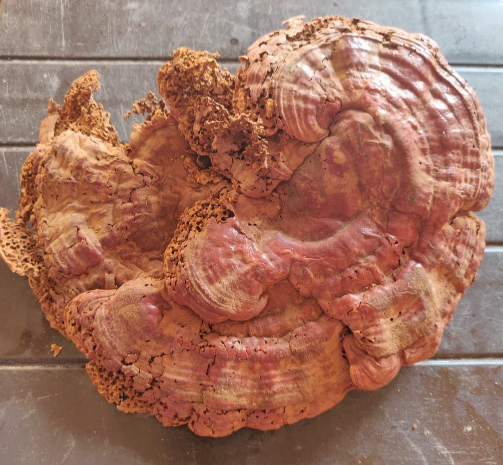 A Grade Red Dried Ganoderma Mushroom, Loose