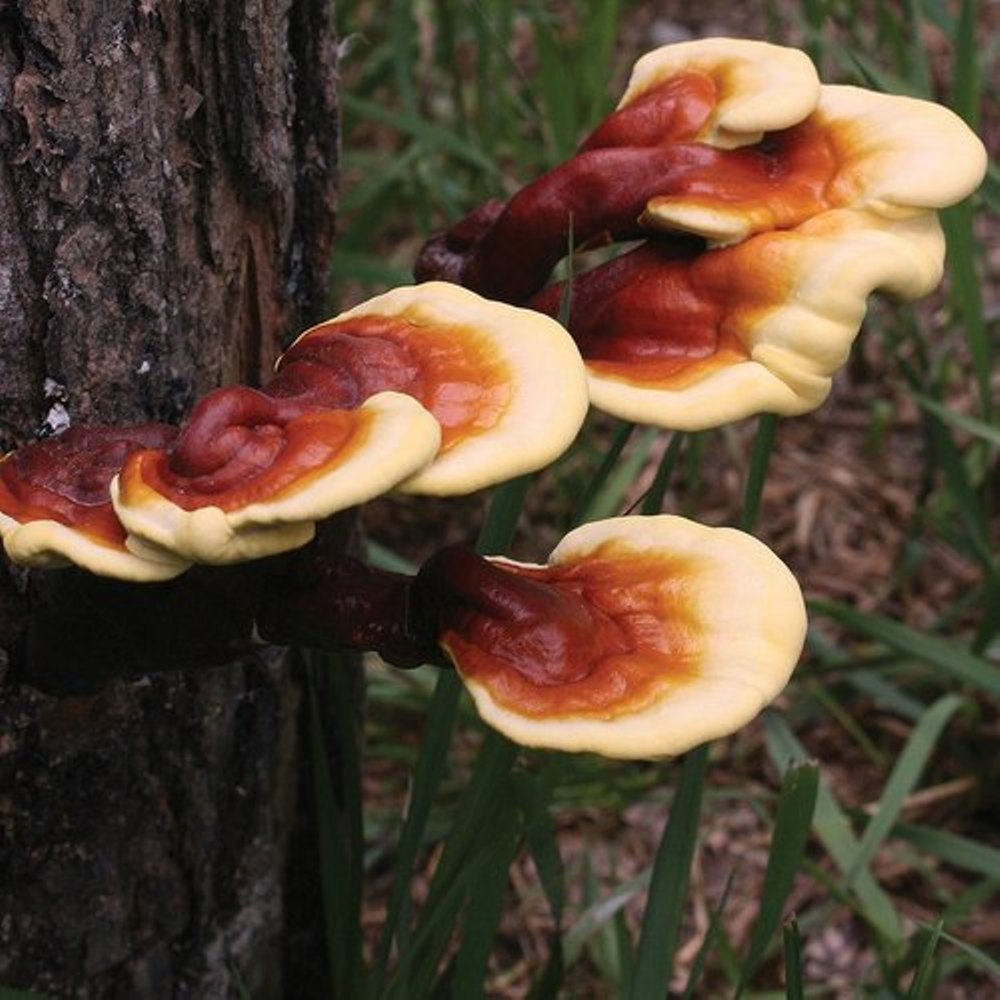 A Grade Natural Reishi Mushroom