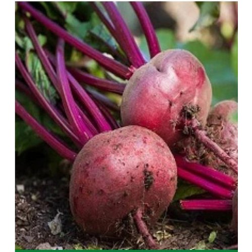 A Grade Fresh Beetroot, Packaging Type: Net Bag, Packaging Size: 20 Kg