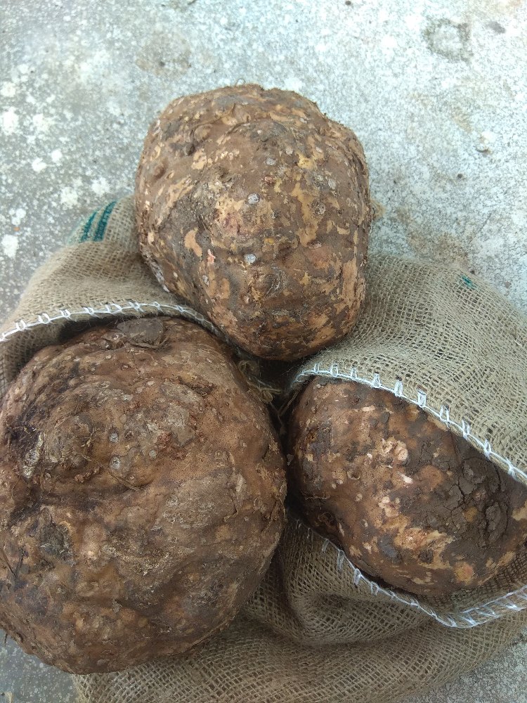 Elephant Yam