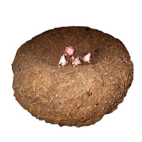 Elephant Yam