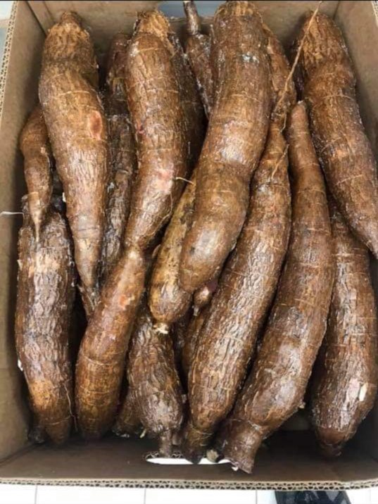 A Grade Raw Cassava Root, Packaging Size: 100kg