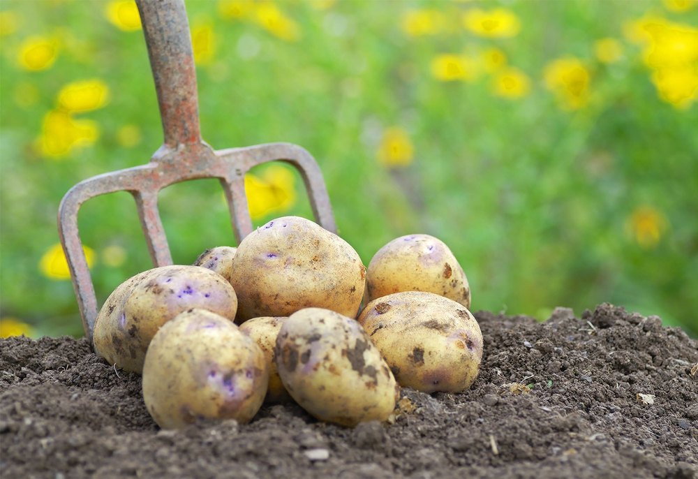 Sweet Potatoes A Grade Root, Packaging Type: Net Bag, Packaging Size: 50 Kg