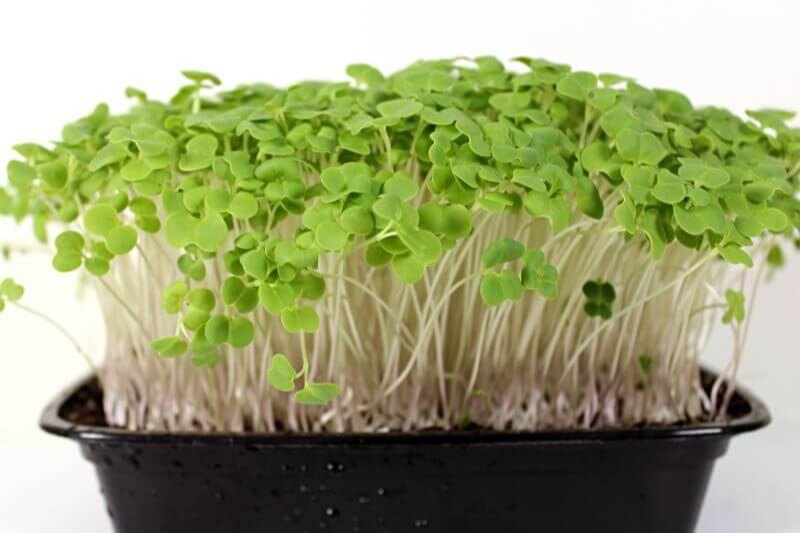 A Grade Bangalore Turnip Microgreens, Packaging Type: Box, Packaging Size: 800 grams