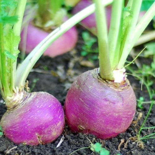 Organic Turnip/Shalgam