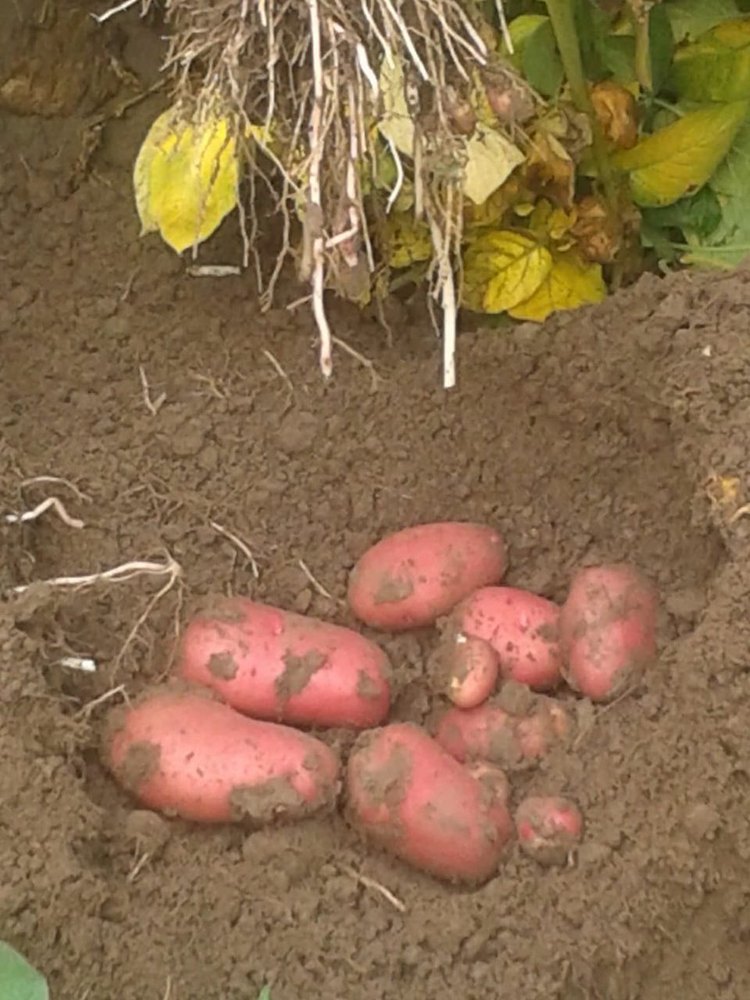 A Grade Red Organic Lady Rosetta Potato, Gunny Bag, 50 Kg