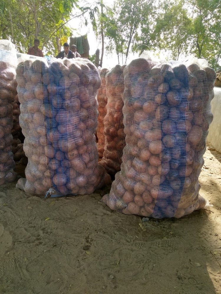 A Grade Gujarat Lady Rosetta Potato, Net Bag, 50 Kg