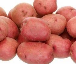 Gujarat Lady Rosetta Potatoes