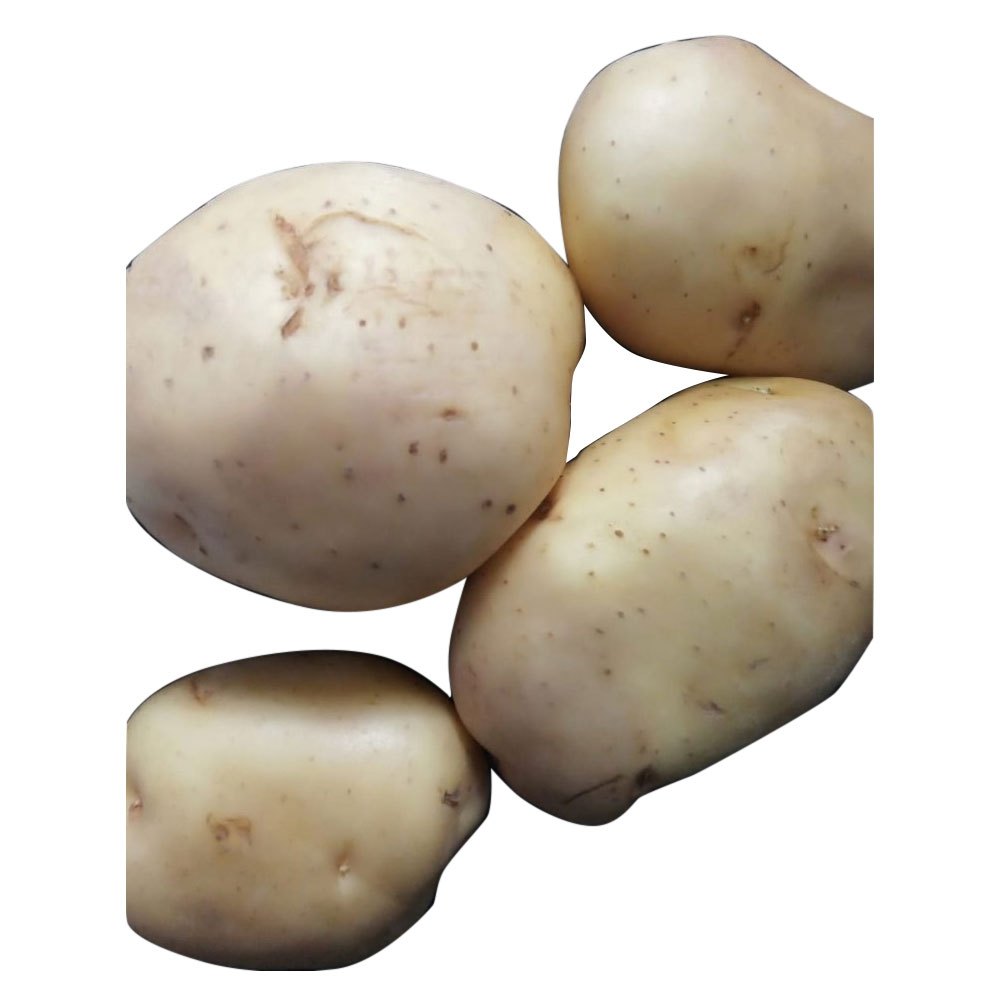 B Grade Cold Storage Maharashtra Fresh Potato
