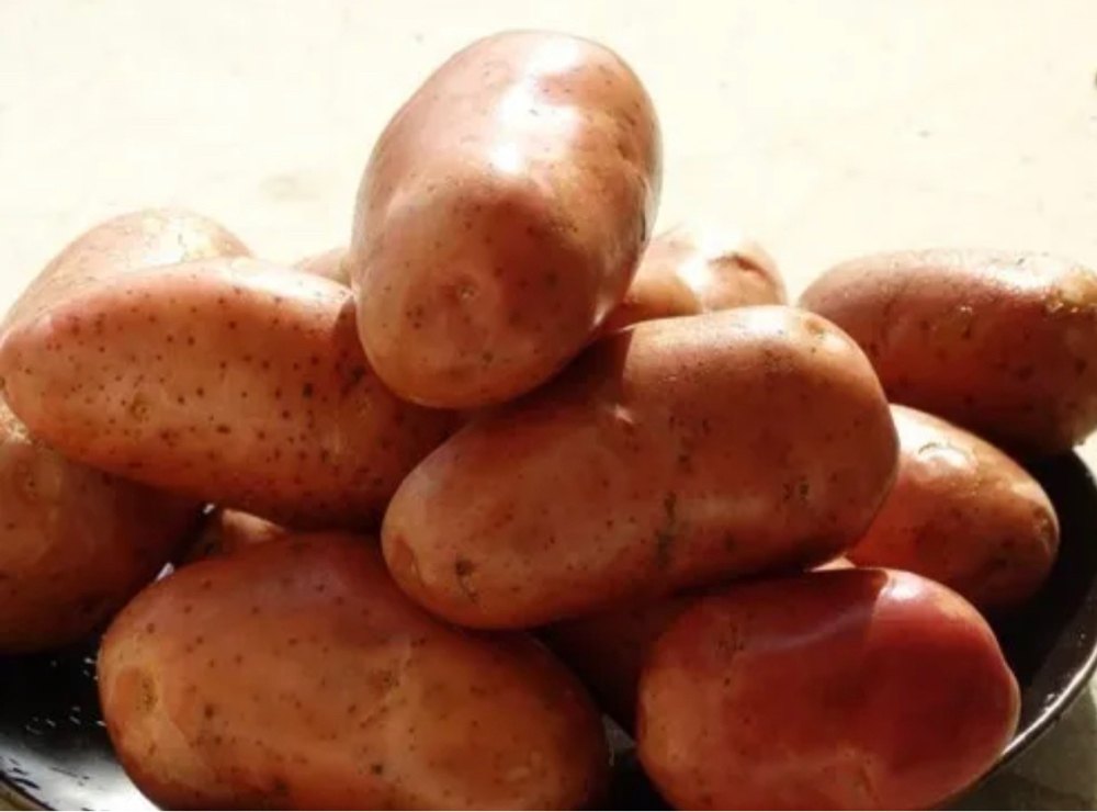 Red Gujarat Lady Rosetta(L.R.)Potato, Gunny Bag, 50kg