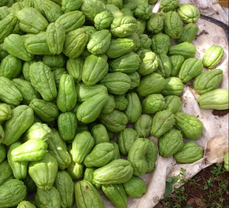 Chow Chow Vegetable Farm Fresh From Kodaikanal