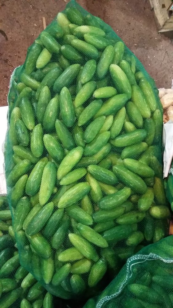 A Grade Green Tindori (Ivy Gourd)