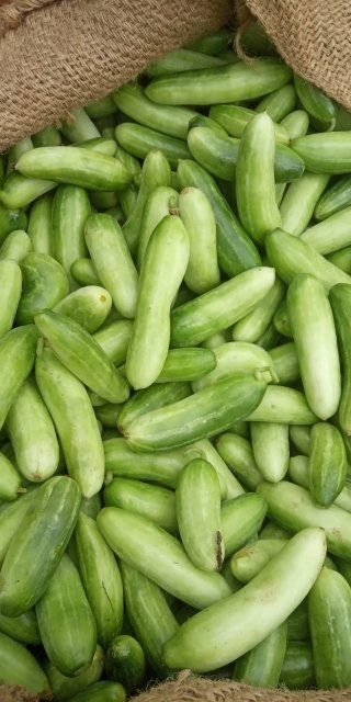 A Grade Green Ivy Gourd, Carton