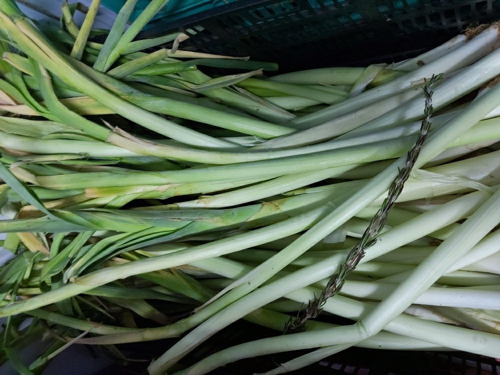 Fresh Leek, Gunny Bag, 25kg