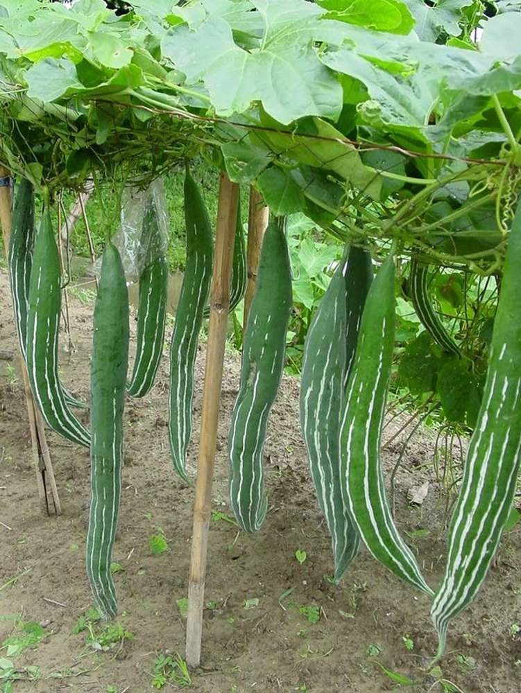 Silver Green FB-991 F1 Hybrid Snack Gourd Seeds (Trichosanthes Cucumerina), Packaging Type: Packet, Packaging Size: 50g