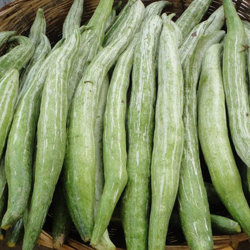 Snake Gourd Seeds