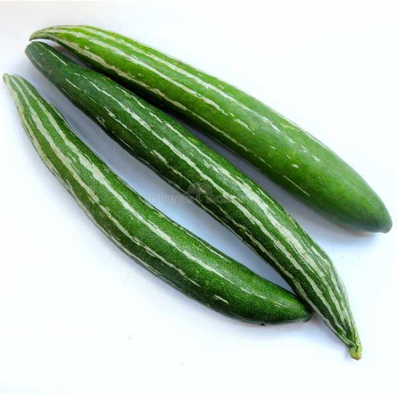 Snake Gourd