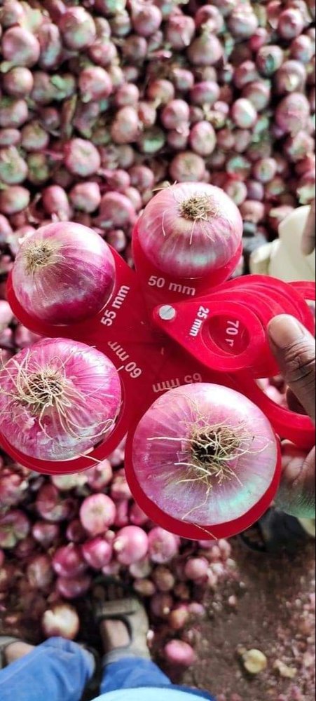 A Grade Maharashtra Red Onion, Mesh Bag, Onion Size Available: Large