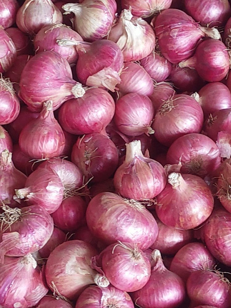 A Grade Maharashtra Big Onion, Gunny Bag, Onion Size Available: Medium