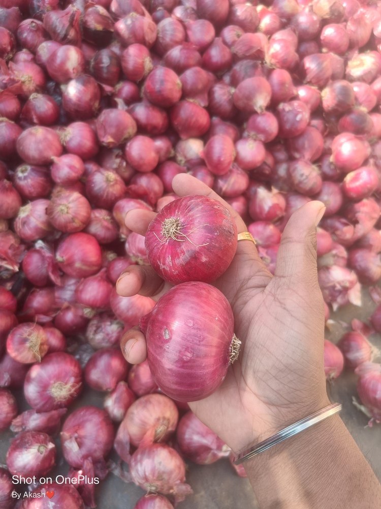 A Grade Maharashtra Red Onion, Net Bag, Onion Size Available: Medium