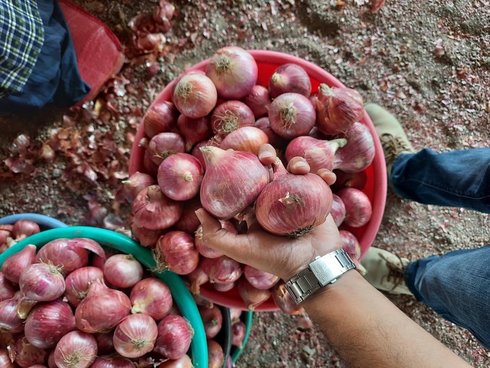 A Grade Maharashtra Gulf Quality Big Pink Onion, Packaging Size: 5kg to 50kg, Onion Size Available: Large