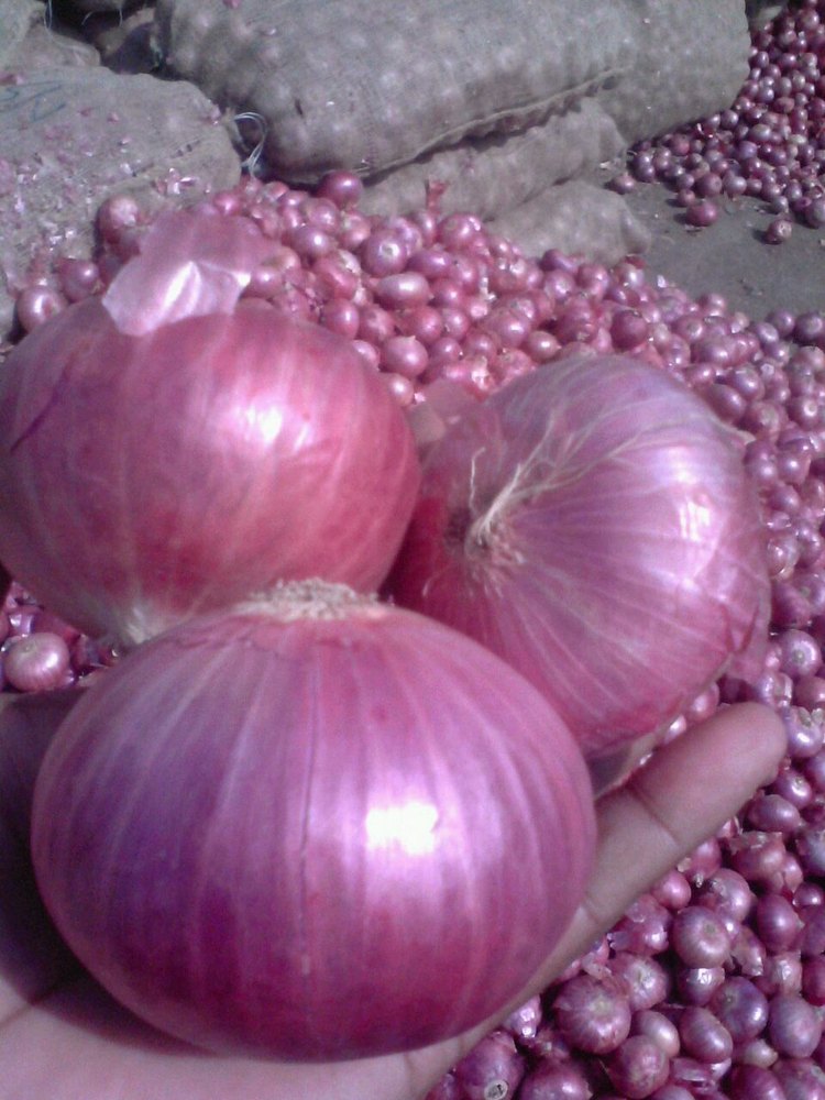Export Quality Onions Fresh Onion