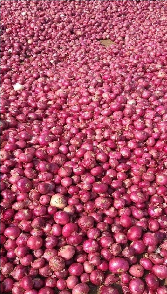 A Grade Dry Fresh Red Onion, Gunny Bag, Onion Size Available: Medium
