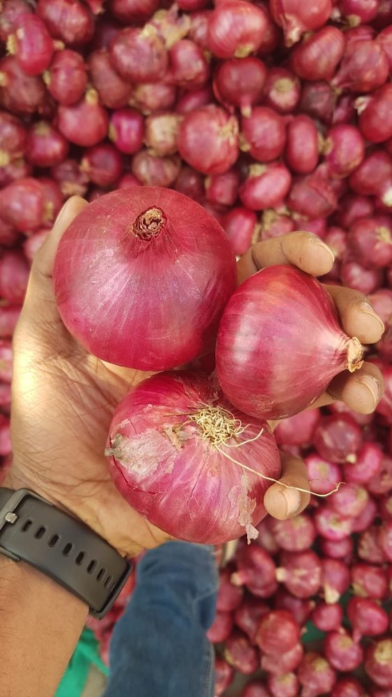 Nasik Cold Storage A Grade Red Onion, Onion Size Available: Medium