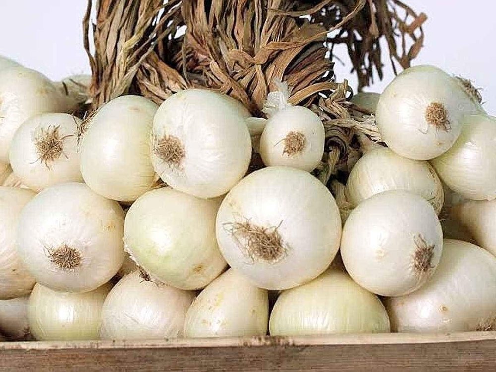 A Grade Gujarat White Onion, Packaging Size: 50 Kg, Onion Size Available: Medium