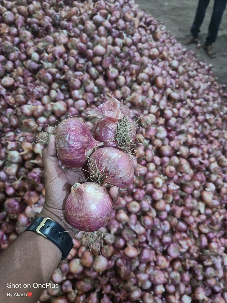 A Grade Maharashtra Garwa Onion, Packaging Size: 50 Kg, Onion Size Available: Large