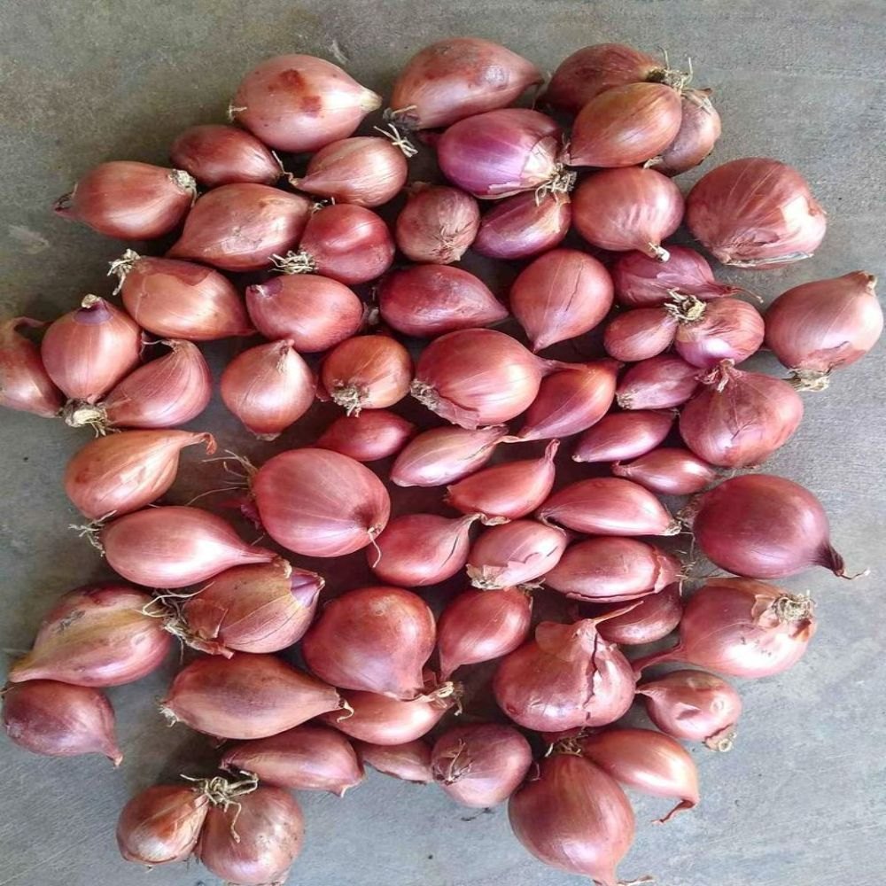 A Grade Dry Organic Red Onion, For Food, Loose