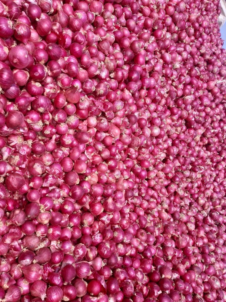 Organic Onion