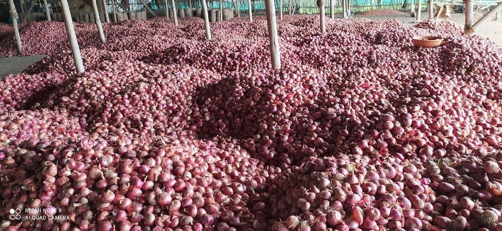 B Grade Maharashtra Red Baby Onion, Loose, Onion Size Available: Large