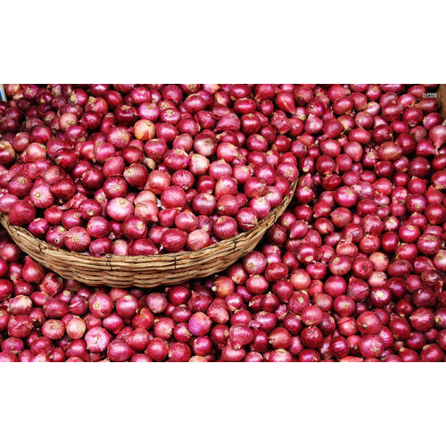 Organic Red Onion, Gunny Bag, Packaging Size: 20 to 50 kg