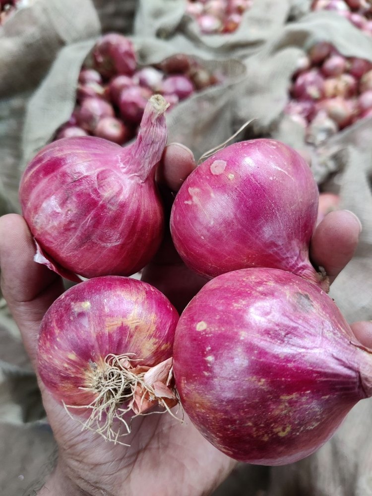 A Grade Maharashtra Onion Exporters Nashik, For Human Consumption, Platic and jute bag paking