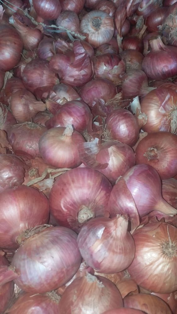 Dried Fresh Red Onion, Packaging Size: 50 KG