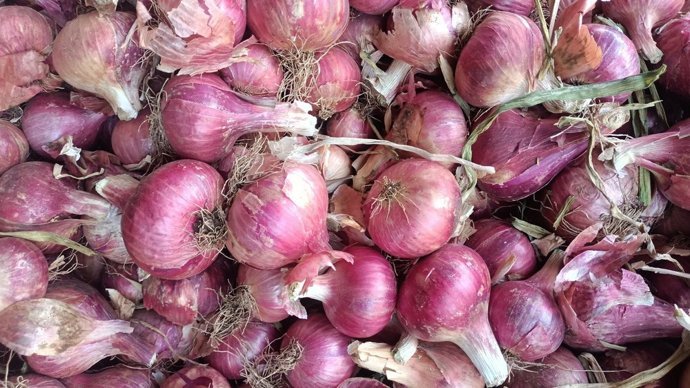 A Grade Gujarat Small Size Fresh Red Onion, For Human Consumption, Loose